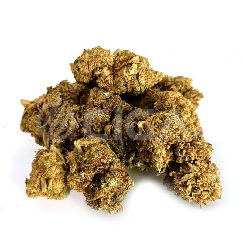 Moby Dick - Fleurs de CBD Indoor