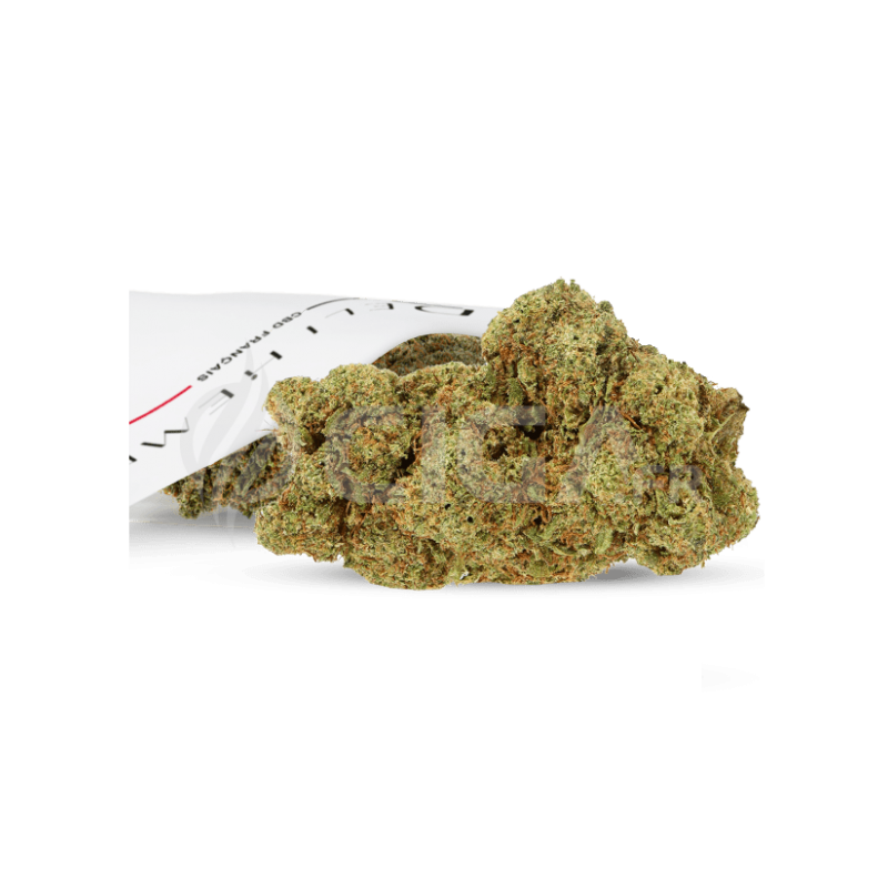 FLEUR CBD - LIFTER US SMALL BUD - HYDROPONIE
